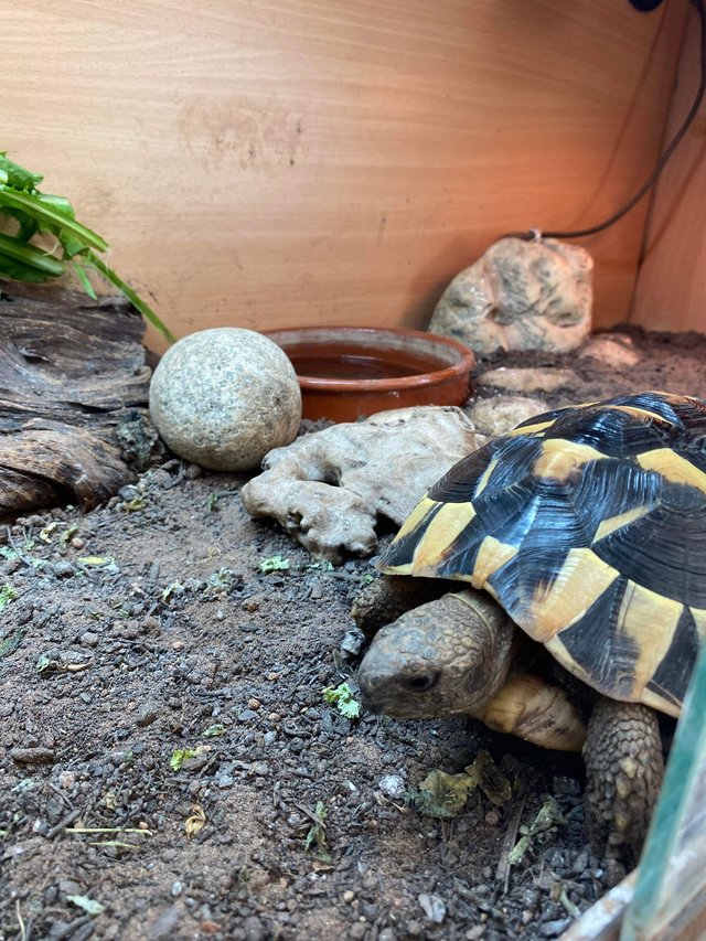Preview of the first image of 2 year old Herman’s tortoise.