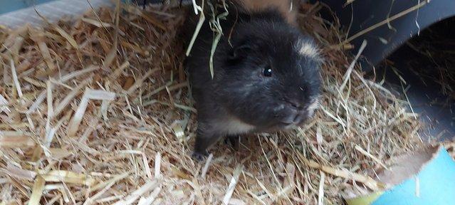 Image 5 of Gorgeous male guinea pig