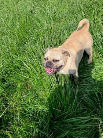 Image 1 of Two male four year old pug English bull dog cross’s