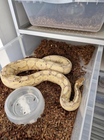 Image 8 of Various ballpythons hatching and adult females