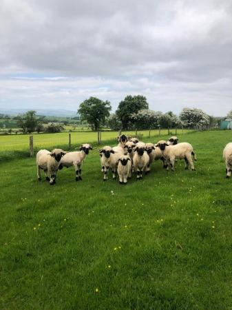 Image 1 of Selection of Valais blacknose Tups