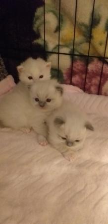 Image 13 of Pure Breed Ragdoll Kittens