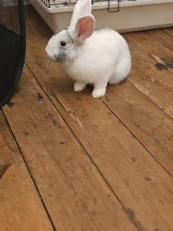 Image 2 of 6 Month Old Male Rabbit Smudge