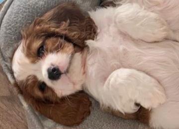 Image 2 of Cavalier king charles puppies (Health tested Perants)