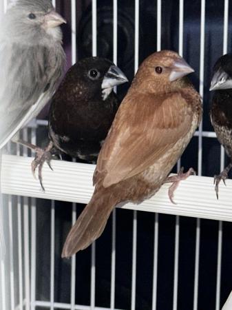 Image 4 of Pairs of Bengalese finches for sale