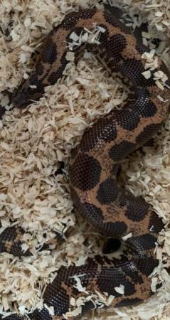 Image 3 of 2 year old male Sand Boa.