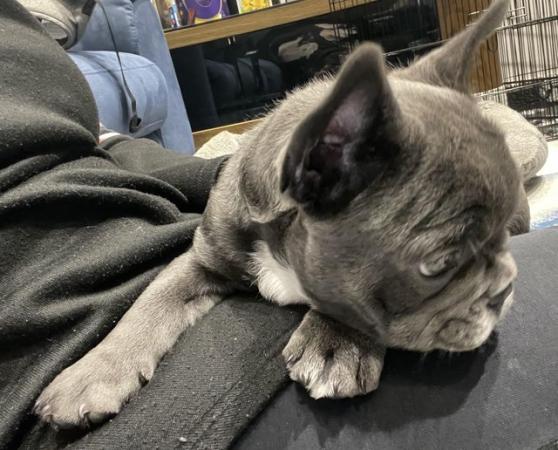 Image 31 of ***ALL SOLD*** - Stunning blue French bulldogs KC registered