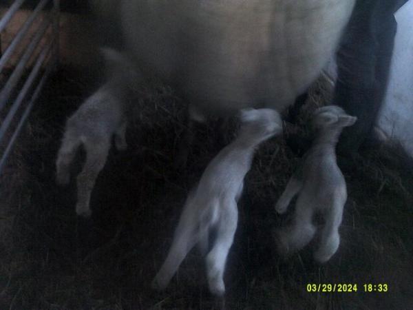 Image 1 of Cade lambs for sale Carmarthenshire
