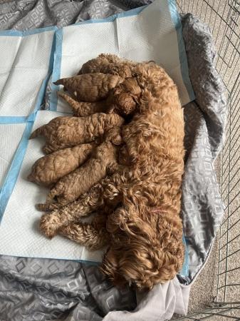 Image 7 of Top cockerpoo puppies girls and boys available