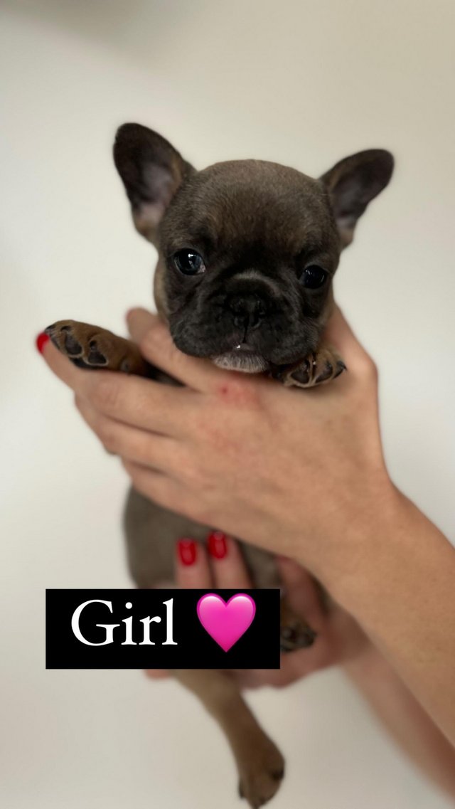 Preview of the first image of French Bulldog Puppies ready for their forever homes NOW ??.