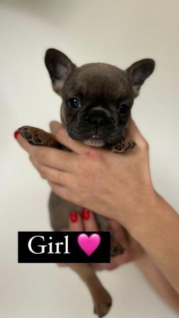 Image 1 of French Bulldog Puppies ready for their forever homes NOW ??