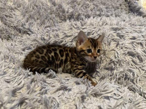 Image 2 of Tica bengal kittens for sale!