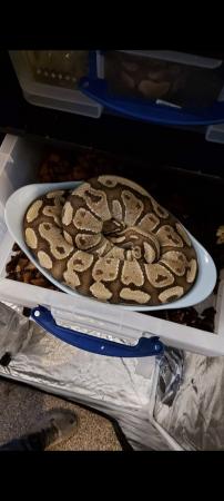 Image 22 of Reduced royal python morphs hatchlings and adults