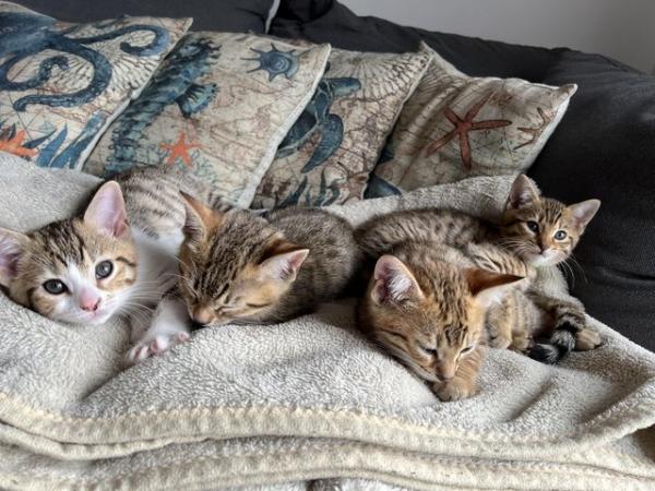 Image 25 of Beautiful Bengal Mix Kittens