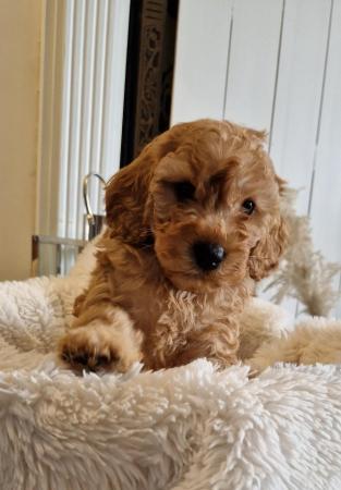 Image 5 of Last 2 Ready f1 cavapoo male puppies reduced apricot