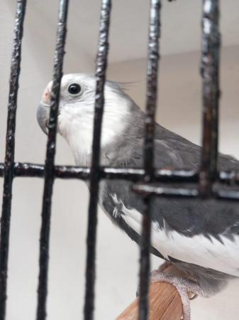 Image 3 of Semi tame , white faced grey cockatiel