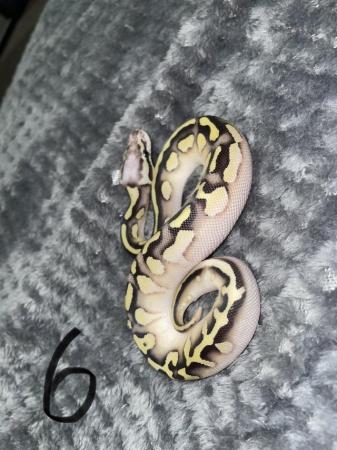 Image 3 of Unsexed ball python for sale