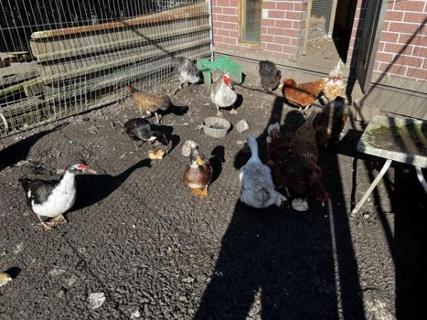 Image 9 of Mixed chicken for sale make and female