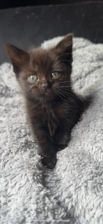 Image 1 of 9 week old black female kittens