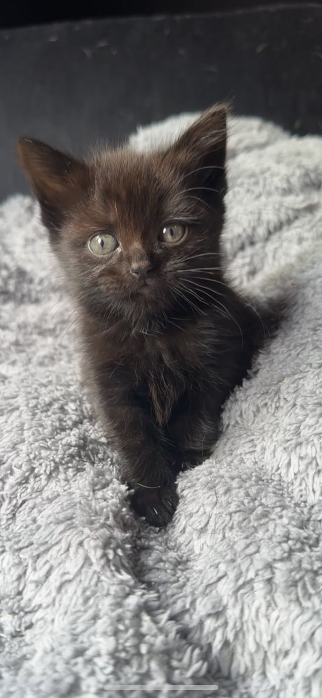 Preview of the first image of 9 week old black female kittens.