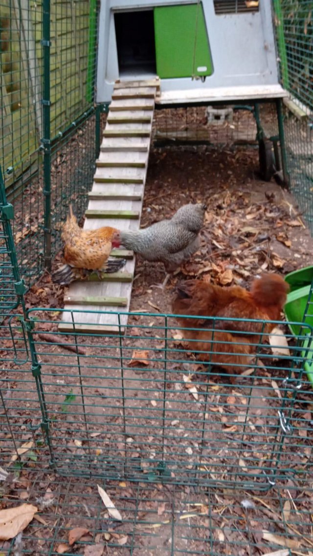 X3 bantum hens 1 x silkie 2 x sablepoot