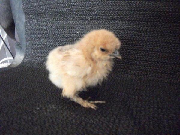 Image 2 of Day old buff silkie chicks for sale
