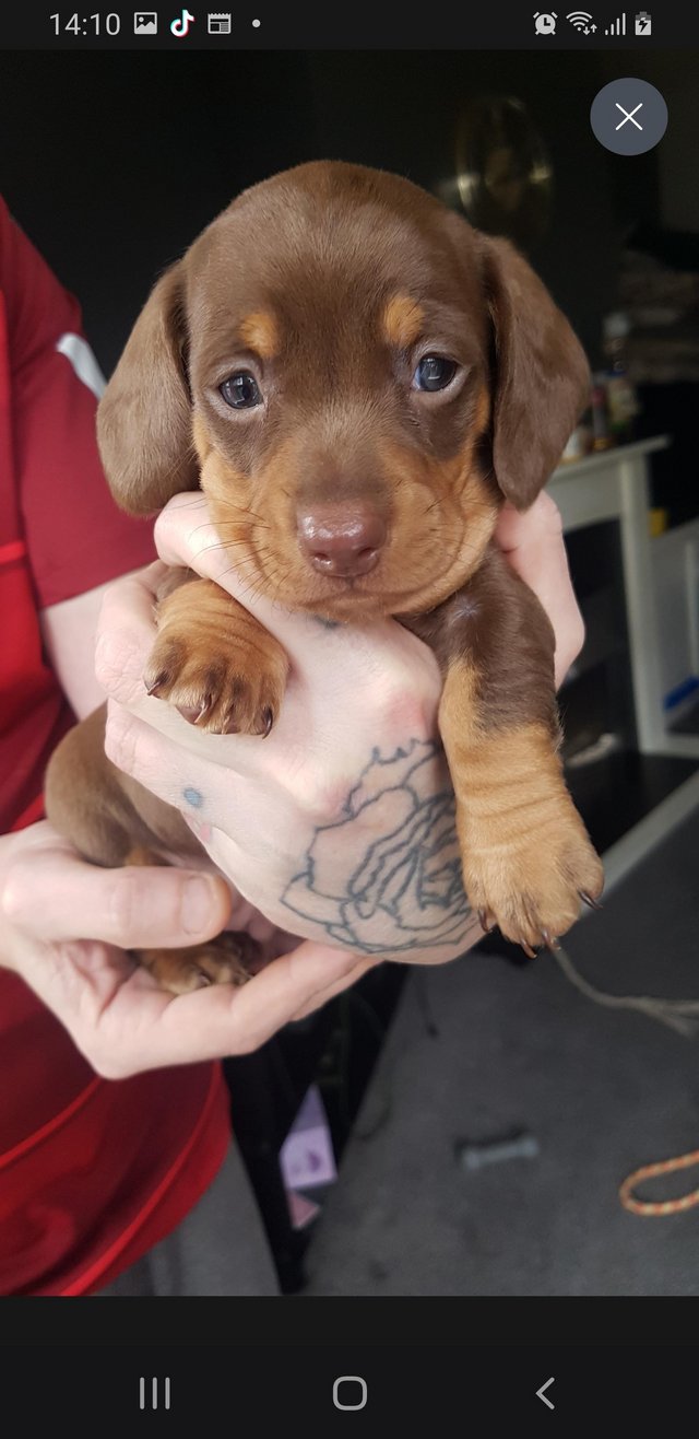 Preview of the first image of Stunning Miniature Dachshund.