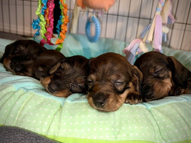 Preview of the first image of Miniature Dachshund Puppies KC Registered.