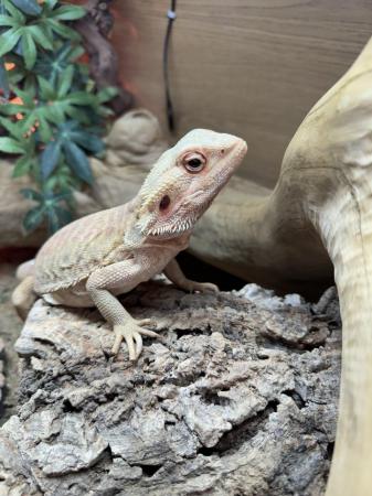 Image 1 of Bearded dragons with full setup