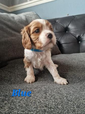 Image 5 of Cavalier king charles spaniel puppies