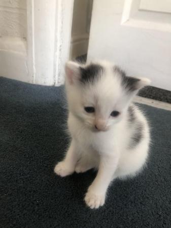 Image 35 of Ragdoll Maincoon cross brown fluffy male