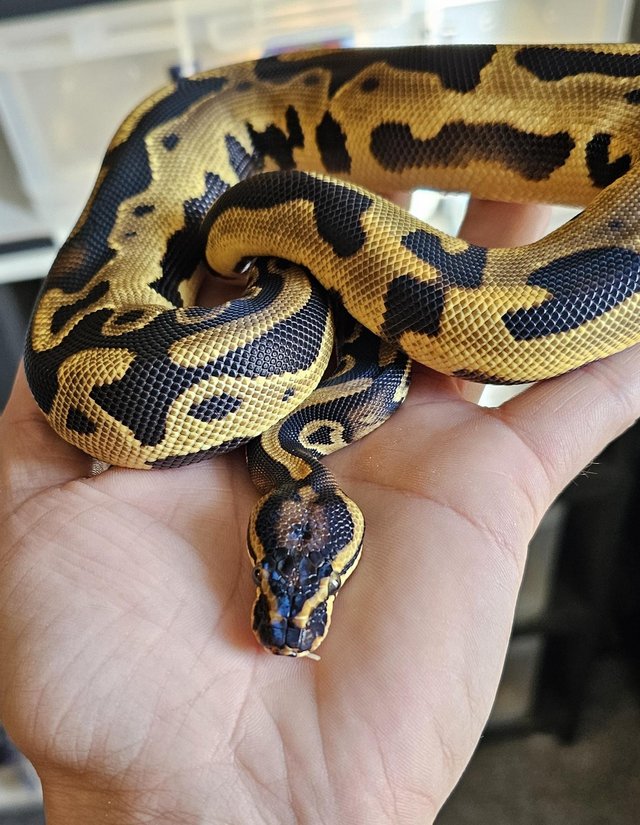 Preview of the first image of Leopard od yb 66%het pied pos Super od.