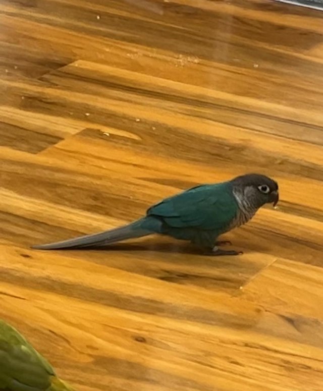Preview of the first image of DNA tested male conure for sale.