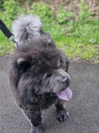 Image 4 of Chow Chow Female Available