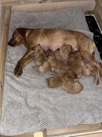 Image 5 of 7 week old micro chipped first inject red fox Labrador pups