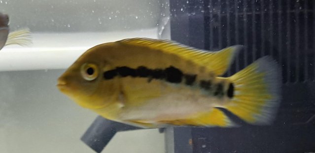 Image 3 of Young rainbow cichlid ....