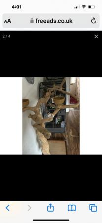 Image 3 of Xxl Java tree parrot perch and play stand