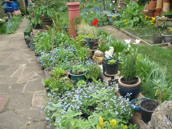 Image 1 of Large Variety Of Garden Plants (will come up every year)