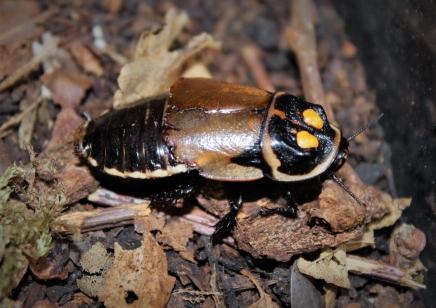Image 2 of Headlight Cockroach (pack of 5)