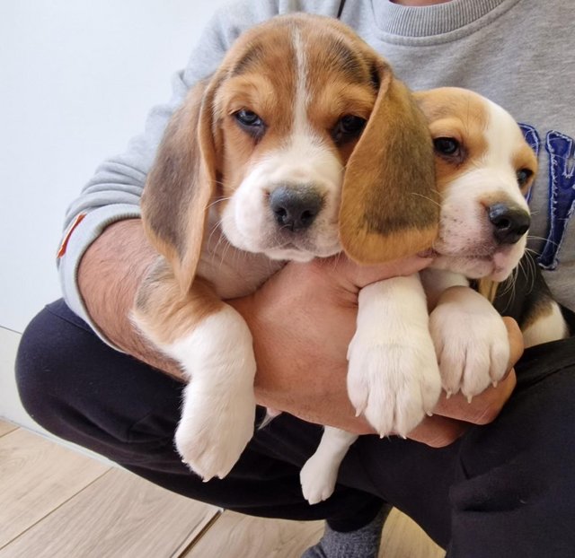 Preview of the first image of Adorable beagle puppy - ready for a new home.