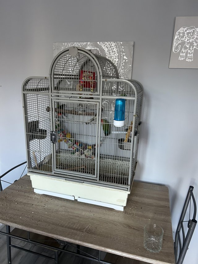 Love birds with bird case — photo 4 of 4