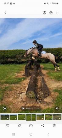 Image 2 of Strawberry, 12hh registered Welsh section B mare 9 yrs