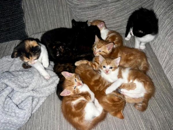 Image 8 of Absolutely beautiful, colourful litter of kittens!