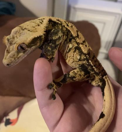 Image 3 of Male Crested gecko for sale
