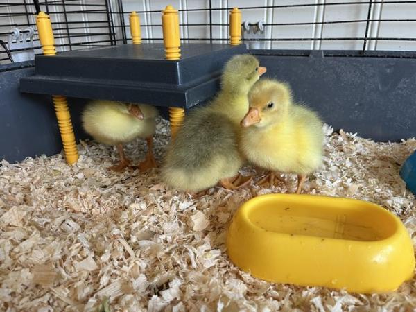 Image 2 of Embden goslings for sale
