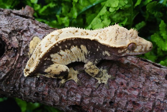 Image 3 of Whitewall Crested Gecko Female