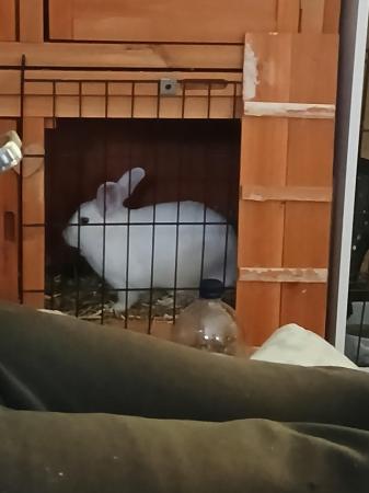 Image 5 of 11 month old white female rabbit