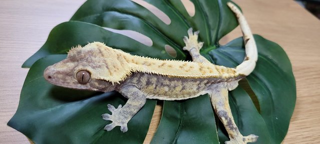 Image 1 of Lovely Male Crested Gecko
