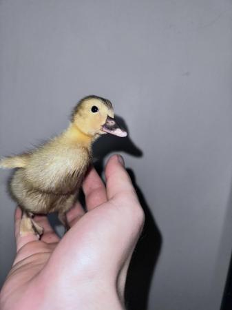 Image 1 of Ducklings for sale (7 days old)
