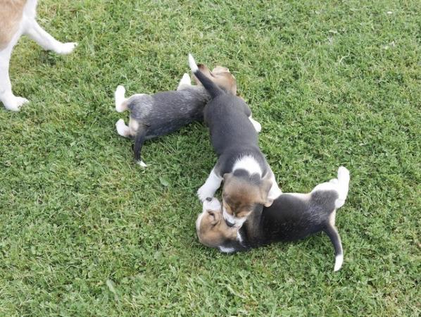 Image 10 of Beautiful Health Tested Beagle Puppies